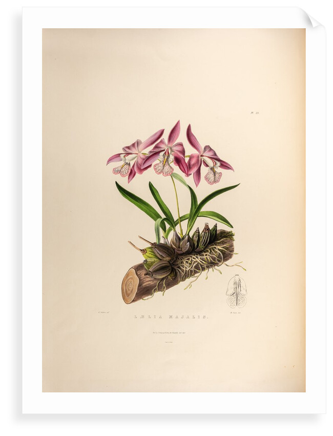 Laelia majalis by Maxim Gauci after Augusta Innes Withers