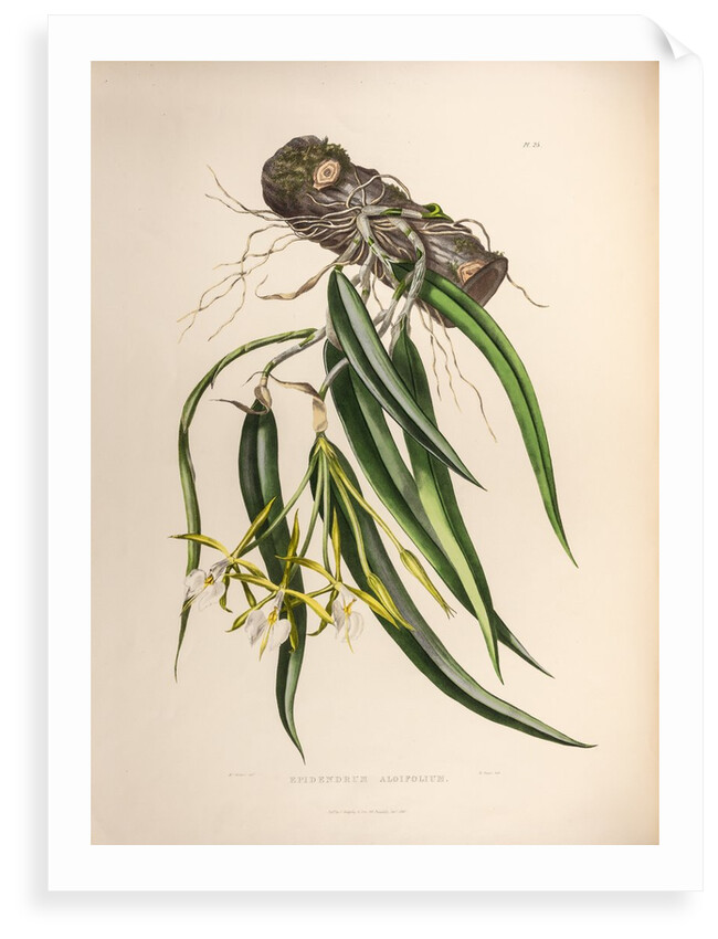 Epidendrum aloifolium by Maxim Gauci after Augusta Innes Withers