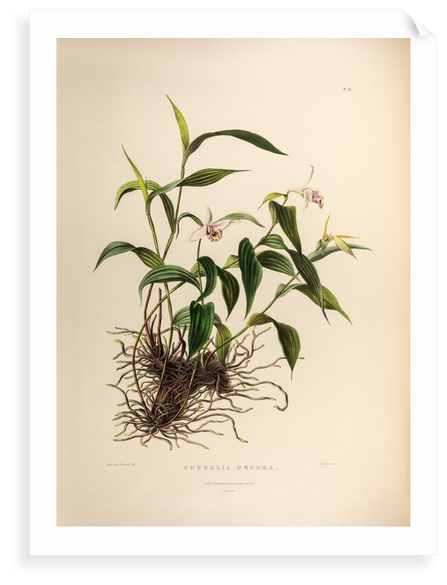 Sobralia decora by Maxim Gauci after Jane Edwards