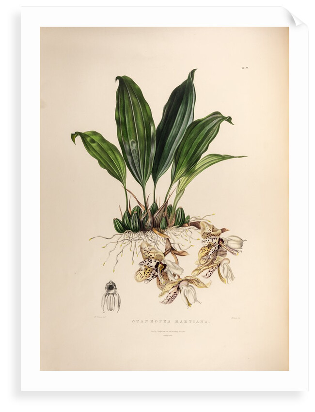 Stanhopea martiana by Maxim Gauci after Augusta Innes Withers