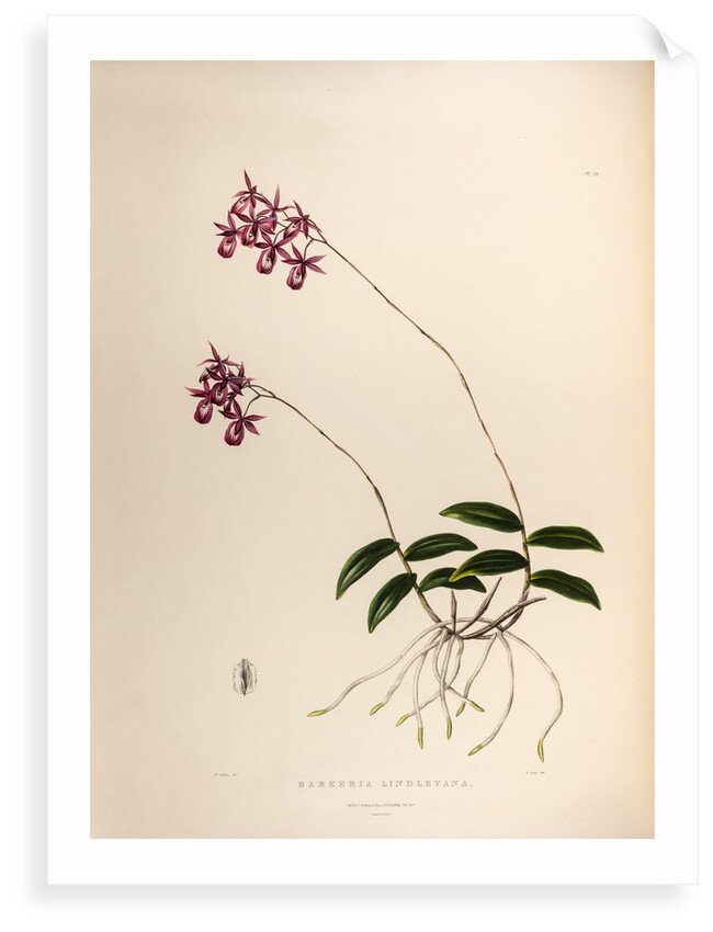 Barkeria lindleyana by Maxim Gauci after Augusta Innes Withers