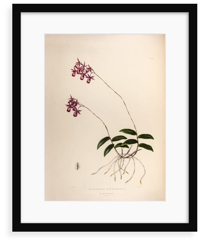 Barkeria lindleyana by Maxim Gauci after Augusta Innes Withers