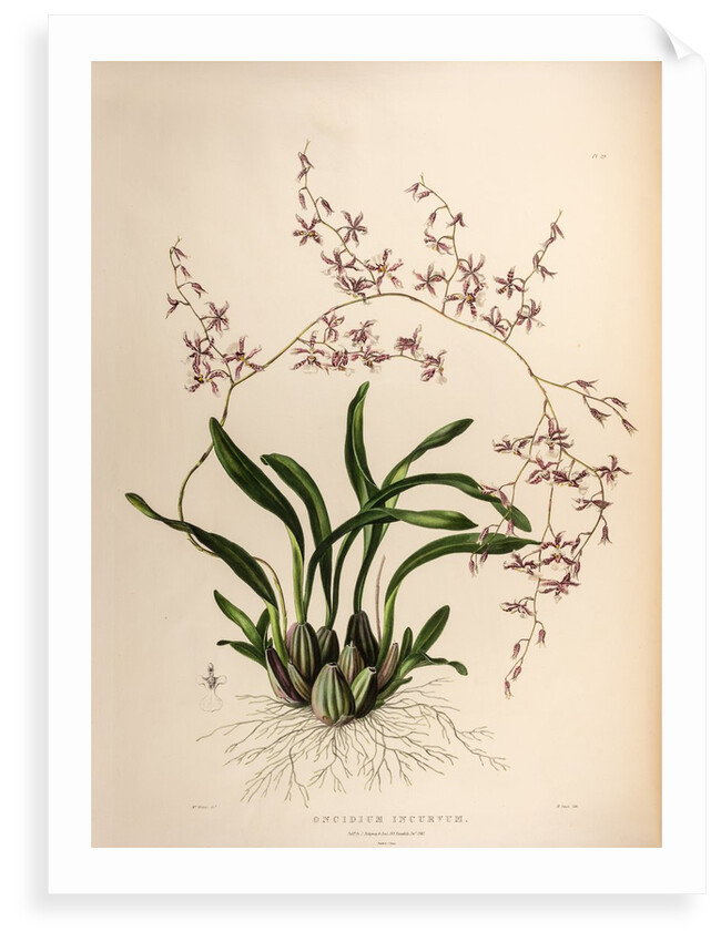 Oncidium incurvum by Maxim Gauci after Augusta Innes Withers