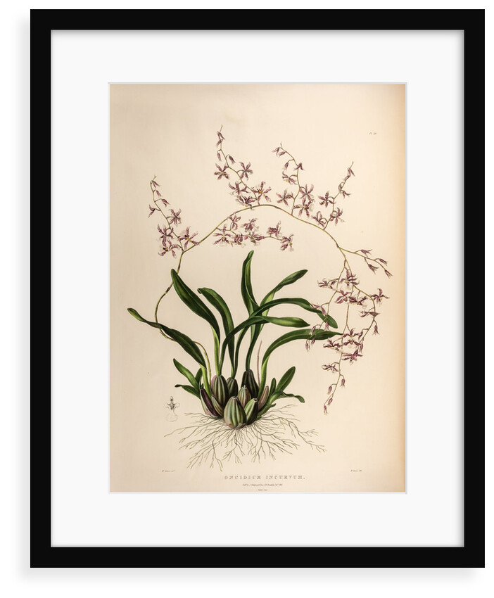 Oncidium incurvum by Maxim Gauci after Augusta Innes Withers