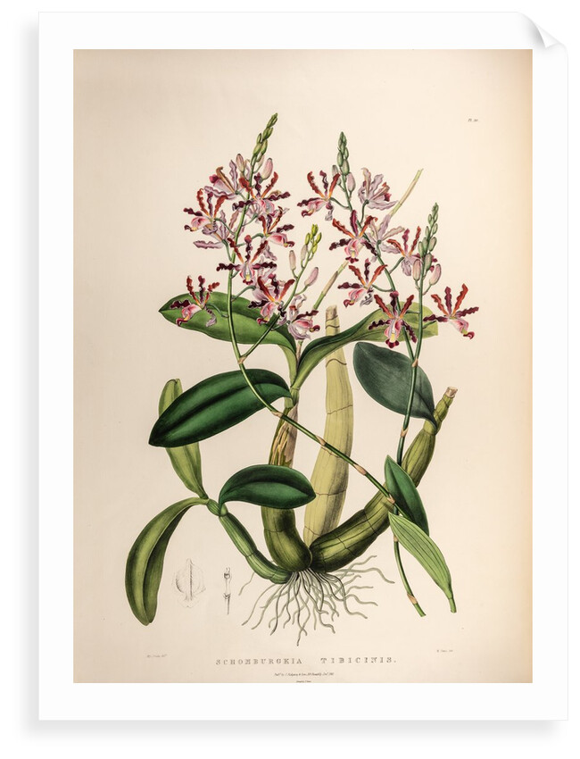 Schomburgkia tibicinic by Maxim Gauci after Sarah Anne Drake