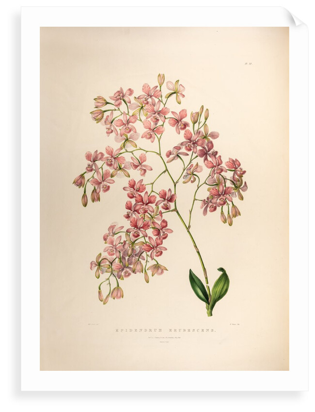 Epidendrums erubescens by Maxim Gauci after Sarah Anne Drake