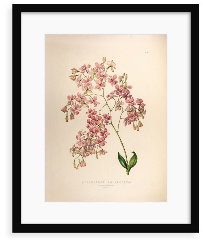 Epidendrums erubescens by Maxim Gauci after Sarah Anne Drake