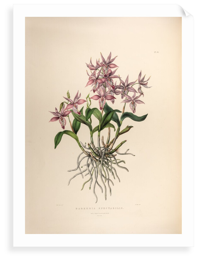 Barkerai spectabilis by Maxim Gauci after Sarah Anne Drake