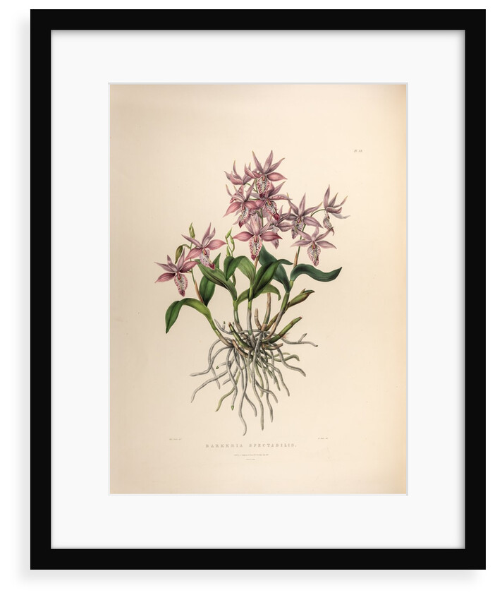 Barkerai spectabilis by Maxim Gauci after Sarah Anne Drake