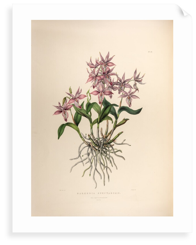 Barkerai spectabilis by Maxim Gauci after Sarah Anne Drake