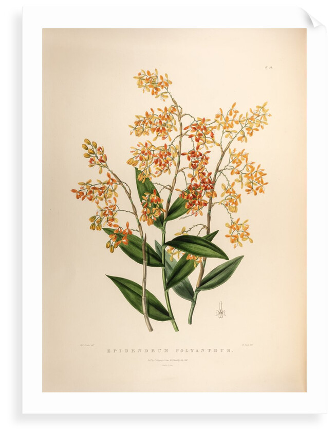 Epidendrum polyanthum by Maxim Gauci after Sarah Anne Drake