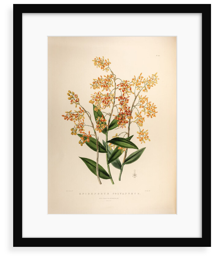 Epidendrum polyanthum by Maxim Gauci after Sarah Anne Drake