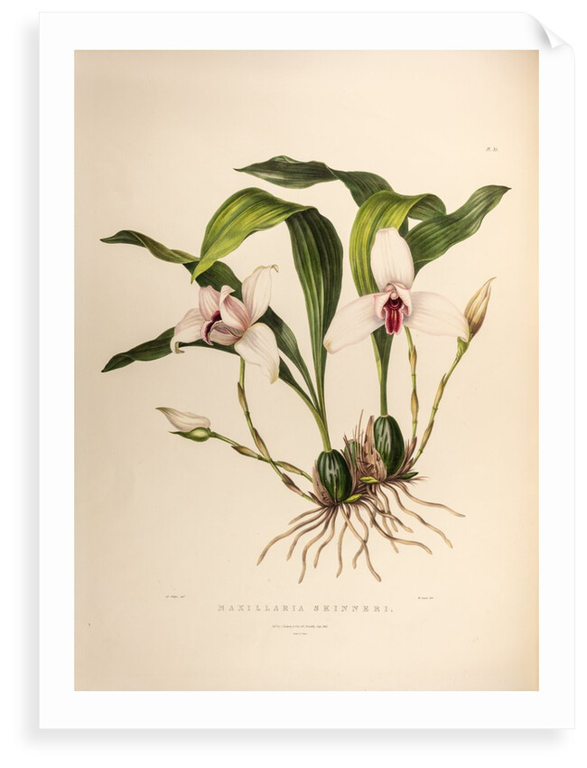 Maxillaria skinneri by Maxim Gauci after Augusta Innes Withers