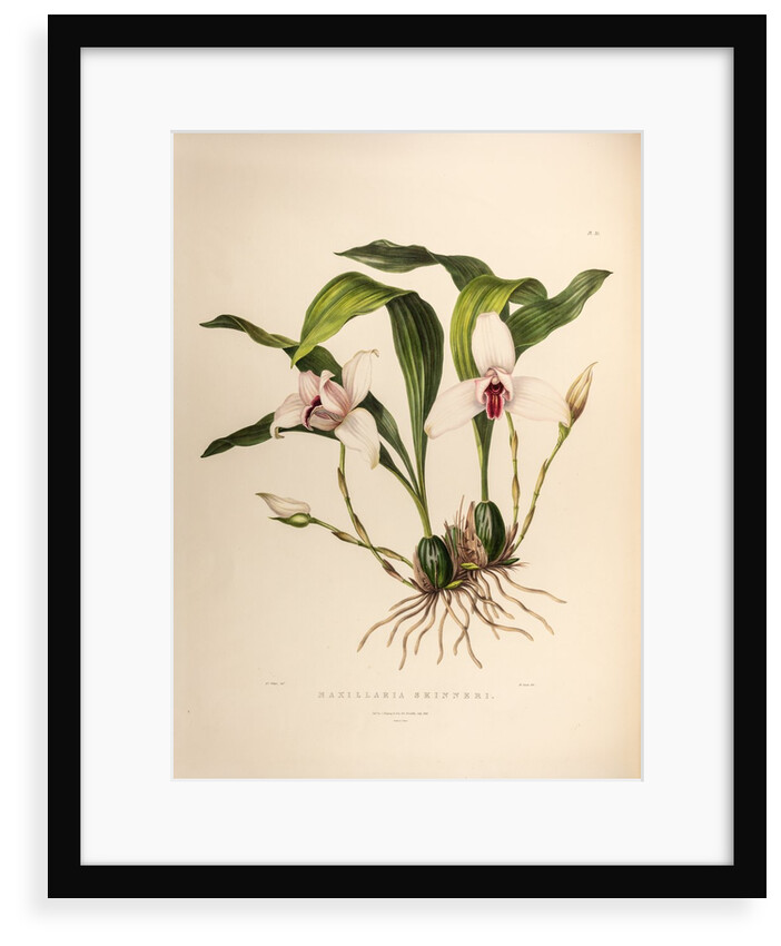 Maxillaria skinneri by Maxim Gauci after Augusta Innes Withers
