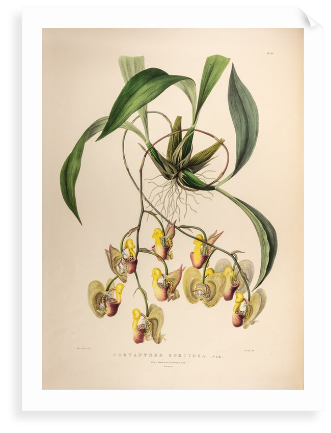 Coryanthes speciosa var. by Maxim Gauci after Sarah Anne Drake