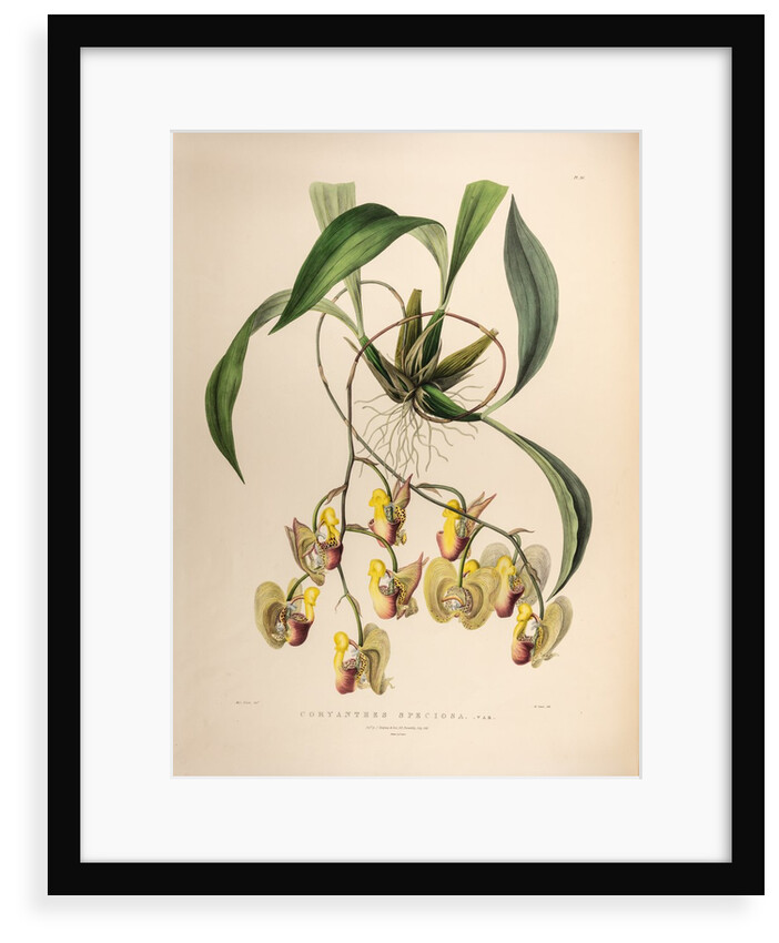 Coryanthes speciosa var. by Maxim Gauci after Sarah Anne Drake