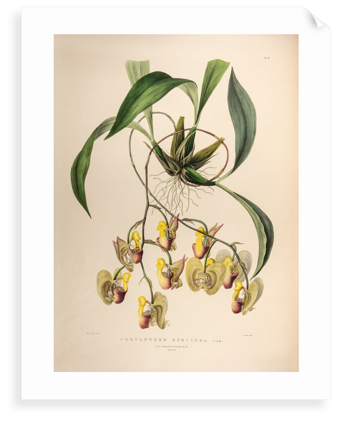 Coryanthes speciosa var. by Maxim Gauci after Sarah Anne Drake