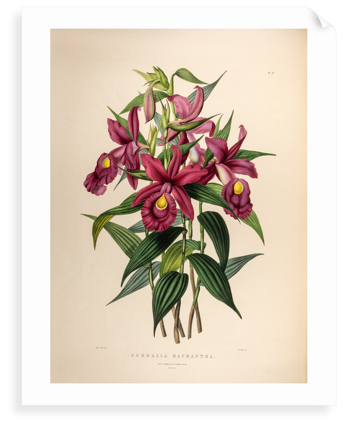 Sobralia macrantha by Maxim Gauci after Sarah Anne Drake