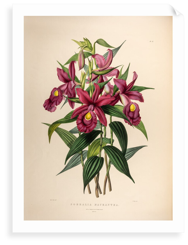 Sobralia macrantha by Maxim Gauci after Sarah Anne Drake
