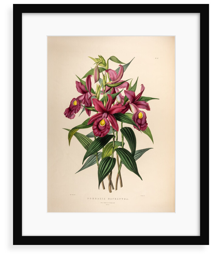 Sobralia macrantha by Maxim Gauci after Sarah Anne Drake