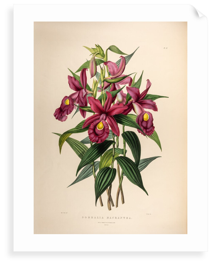 Sobralia macrantha by Maxim Gauci after Sarah Anne Drake