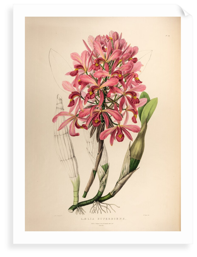 Lælia superbiens by Maxim Gauci after Sarah Anne Drake