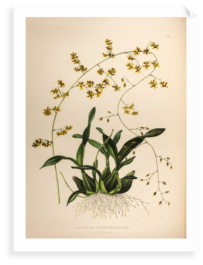 Oncidium wentworthaninum by Maxim Gauci after Augusta Innes Withers