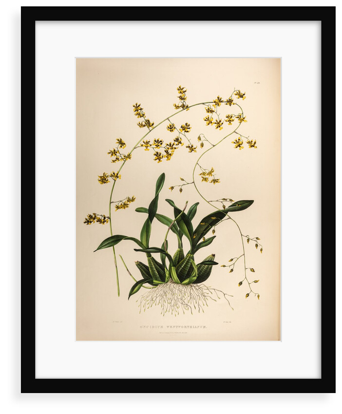Oncidium wentworthaninum by Maxim Gauci after Augusta Innes Withers