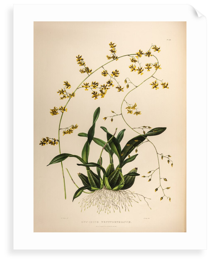 Oncidium wentworthaninum by Maxim Gauci after Augusta Innes Withers