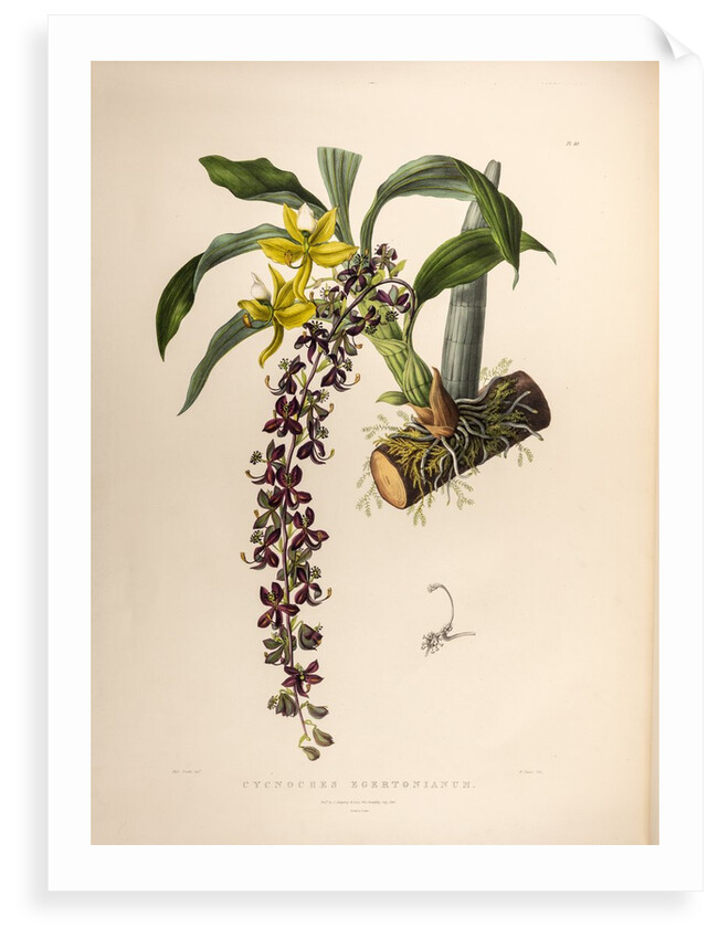 Cycnoches egertonianum by Maxim Gauci after Sarah Anne Drake