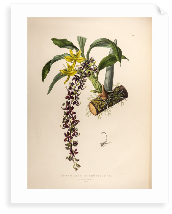 Cycnoches egertonianum by Maxim Gauci after Sarah Anne Drake