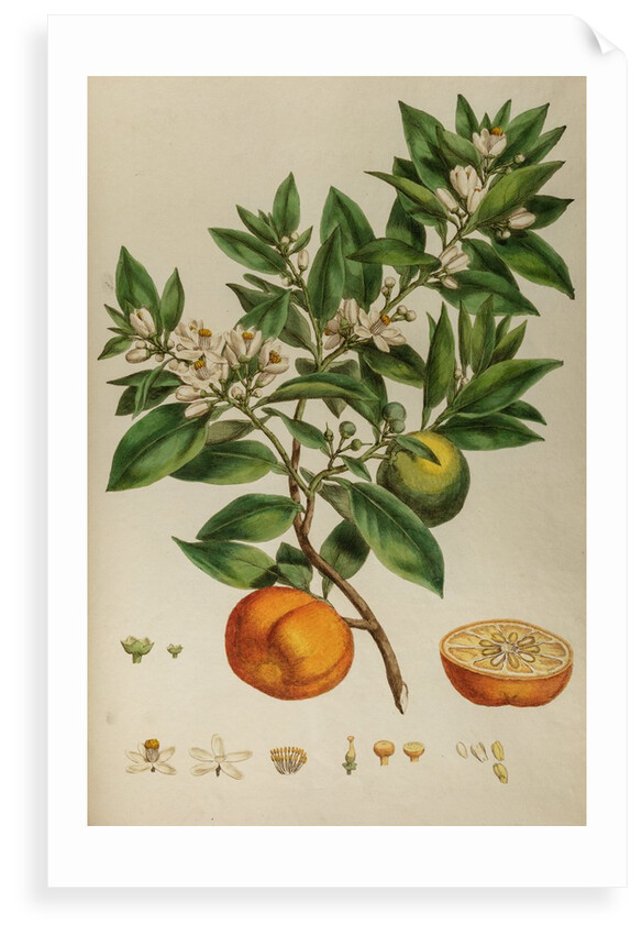 Bitter orange by Johann Sebastian Müller
