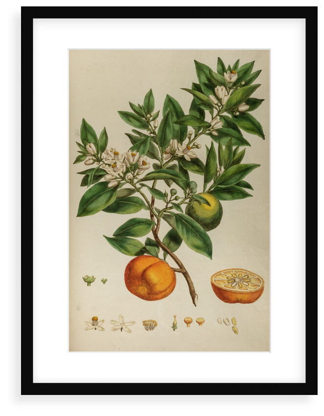 Bitter orange by Johann Sebastian Müller
