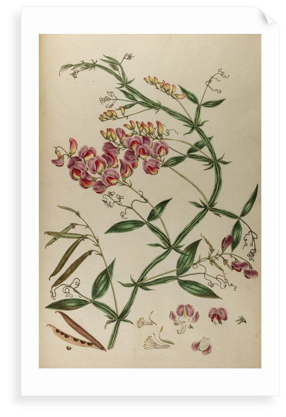Everlasting pea or chickling vetch by Johann Sebastian Müller