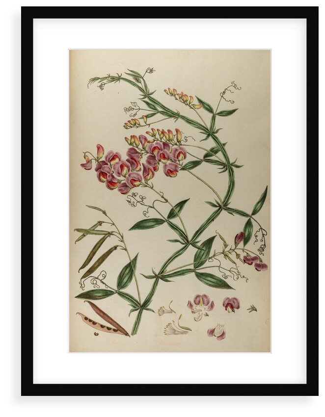 Everlasting pea or chickling vetch by Johann Sebastian Müller