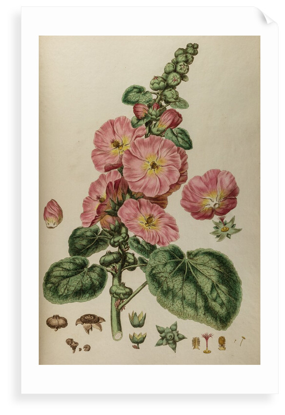 Hollyhock by Johann Sebastian Müller