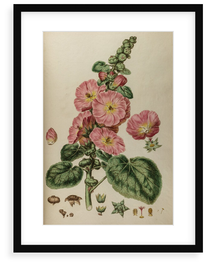 Hollyhock by Johann Sebastian Müller