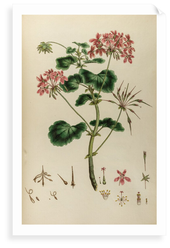African crane’s bill by Johann Sebastian Müller