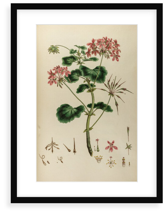 African crane’s bill by Johann Sebastian Müller
