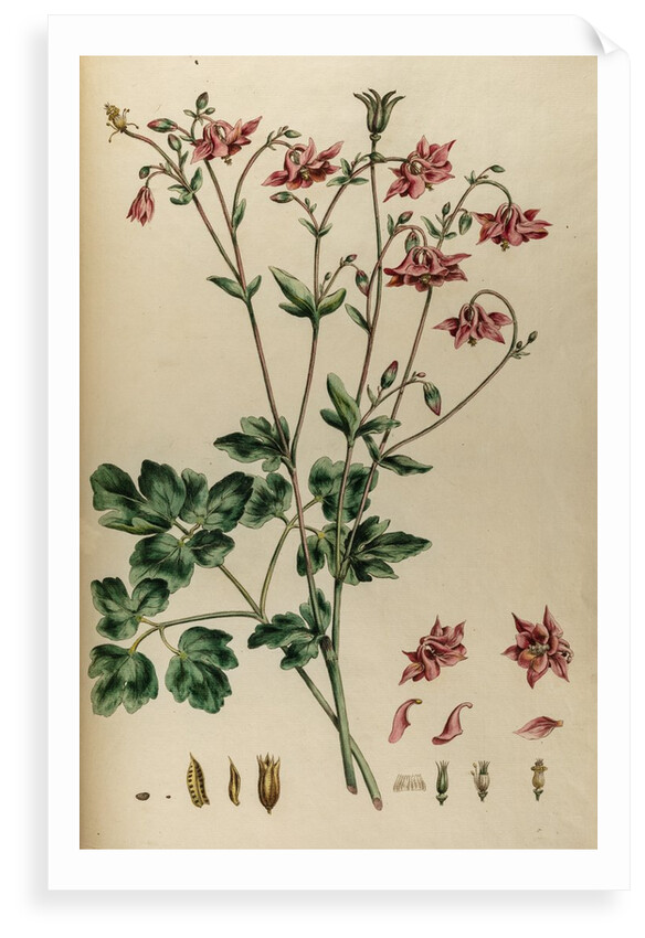Aquilegia by Johann Sebastian Müller