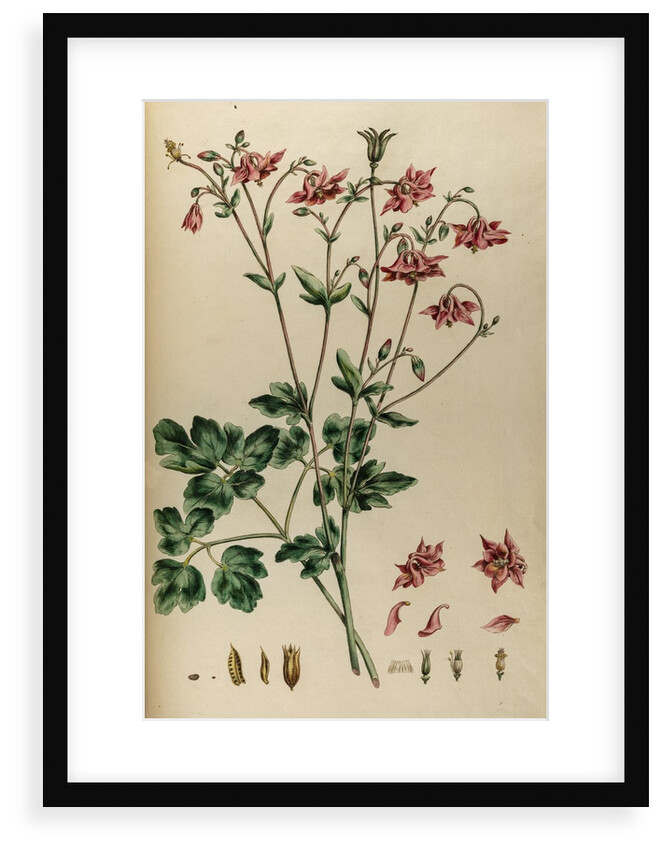 Aquilegia by Johann Sebastian Müller