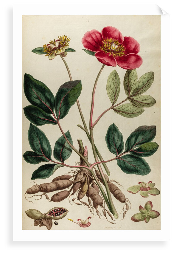Peony by Johann Sebastian Müller