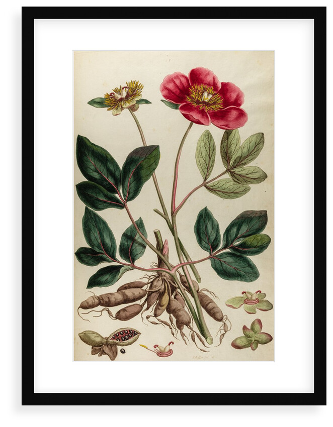 Peony by Johann Sebastian Müller