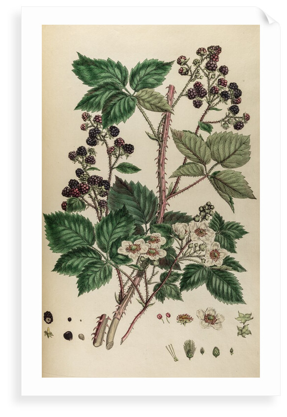 Bramble by Johann Sebastian Müller