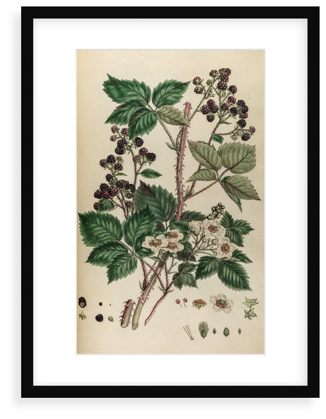 Bramble by Johann Sebastian Müller