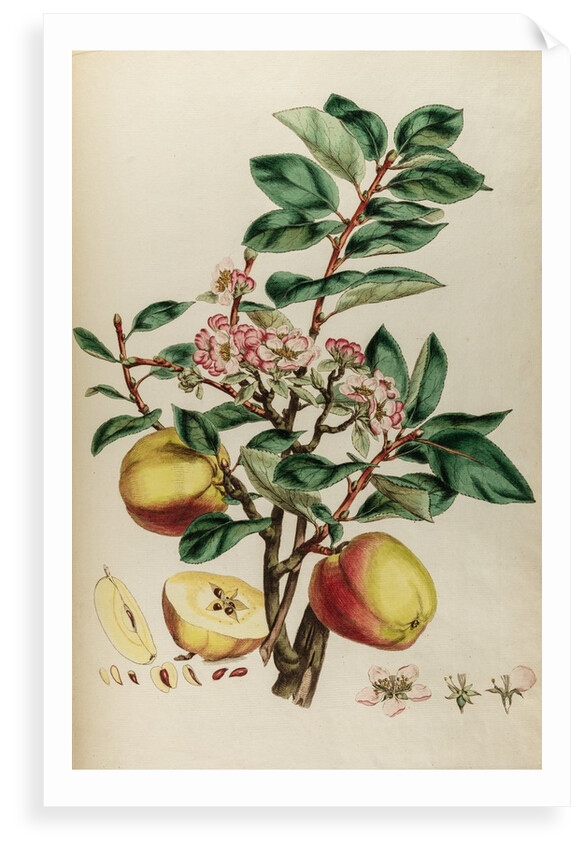 Codlin apple by Johann Sebastian Müller