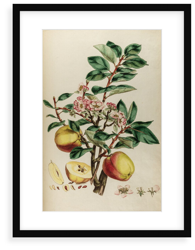Codlin apple by Johann Sebastian Müller