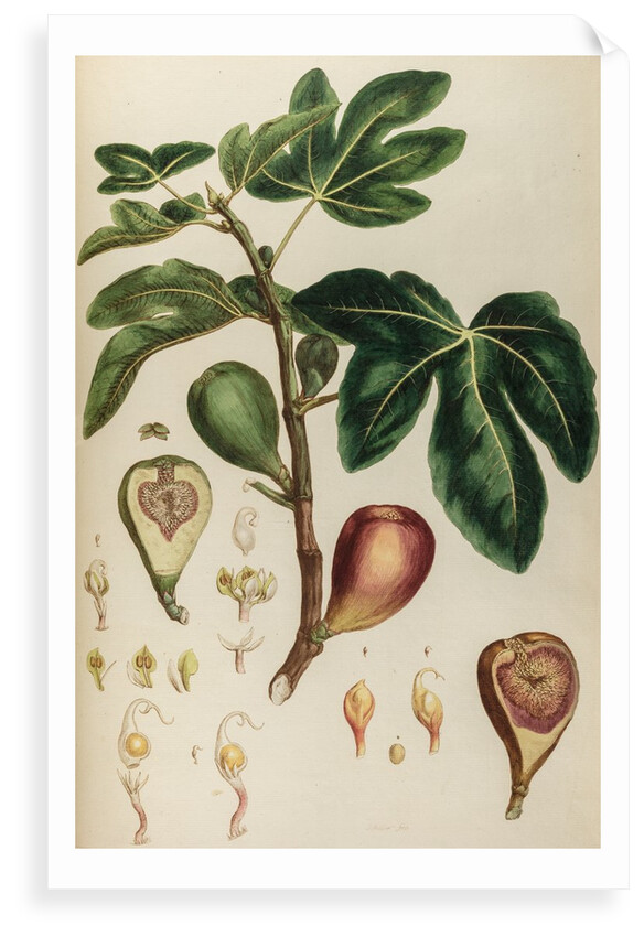 Fig by Johann Sebastian Müller