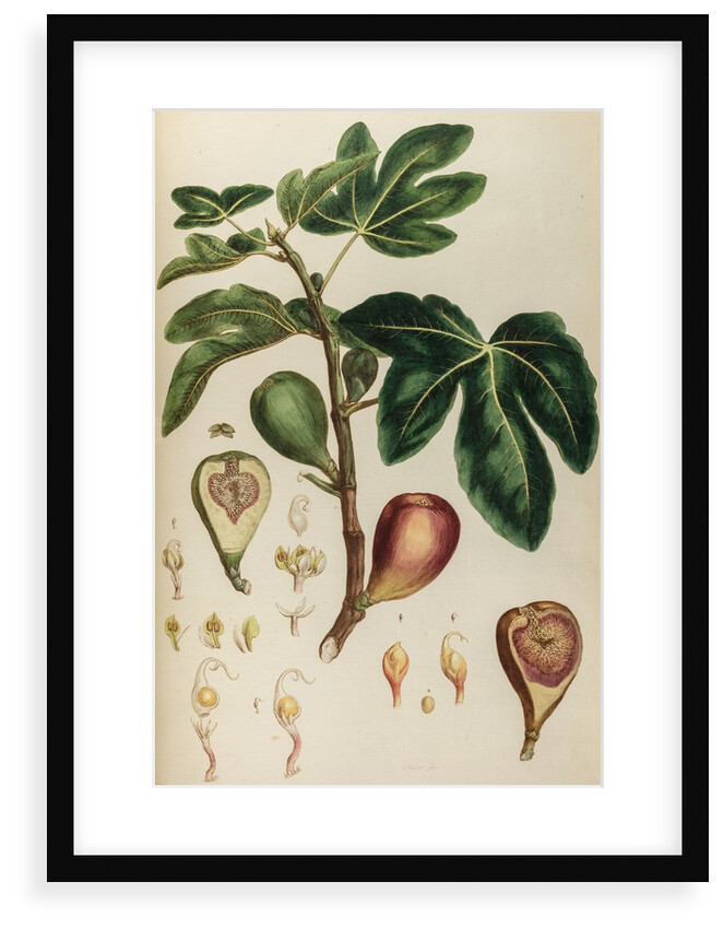 Fig by Johann Sebastian Müller