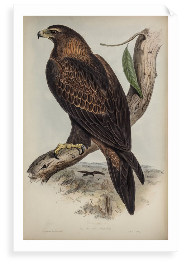 Wedge-tailed eagle by Henry Constantine Richter; Charles Joseph Hullmandel